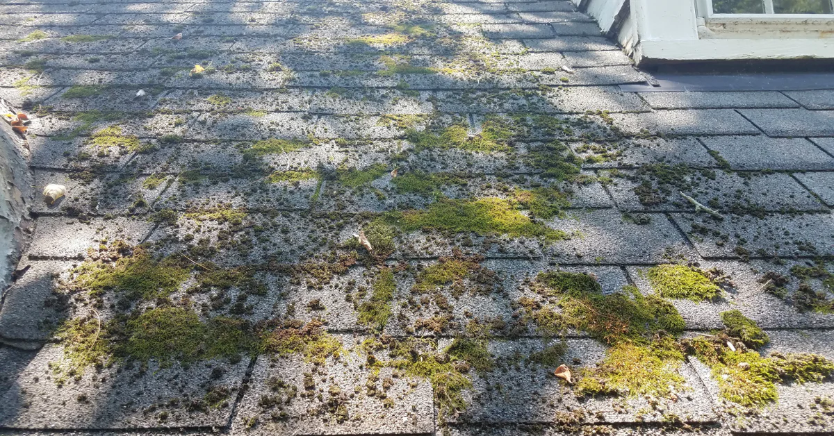 There is moss or lichen growing on the shingles