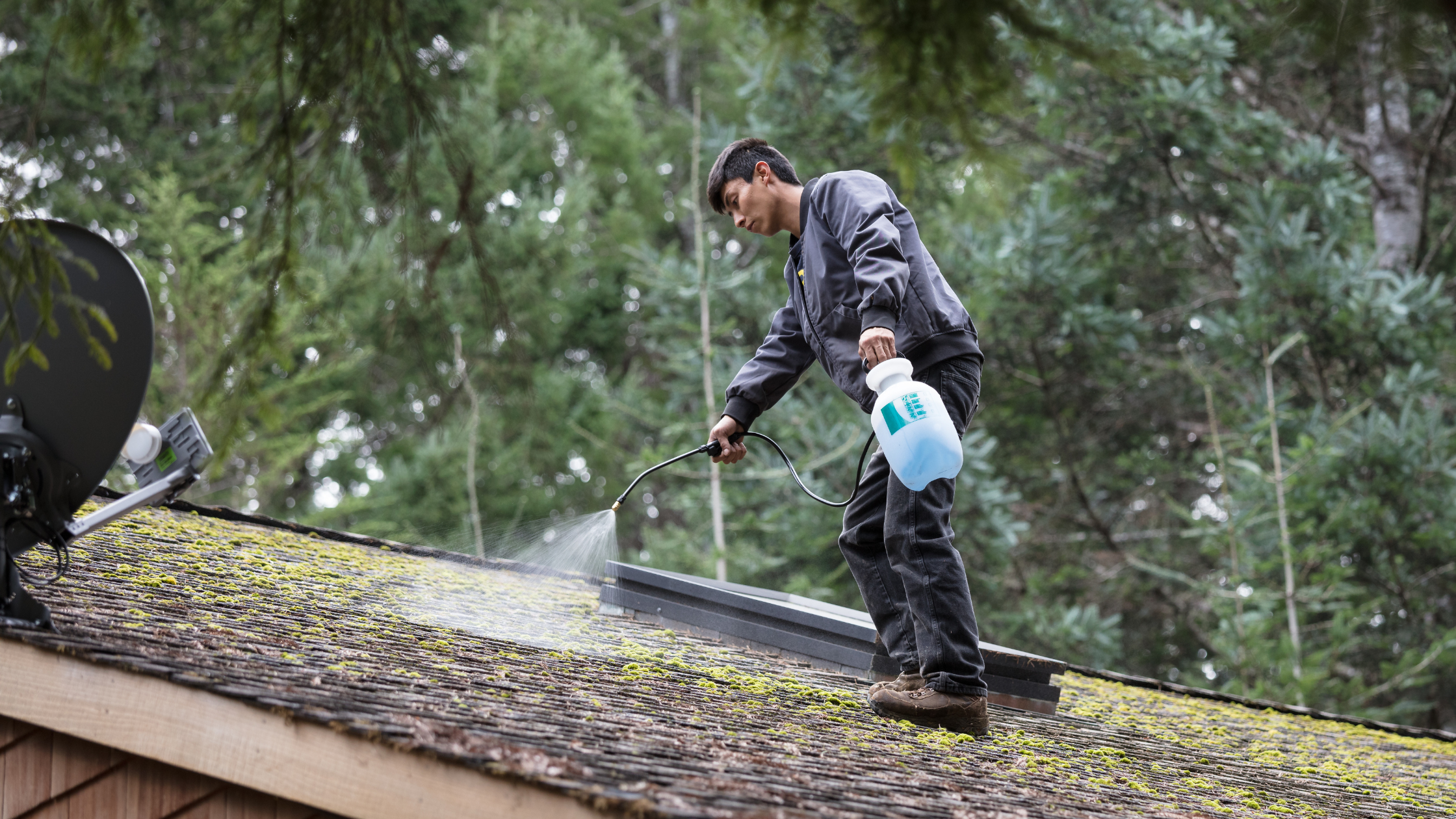 remove mold on roof